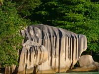 Hund am flachen Strand der Anse Source d'Argent - La Digue